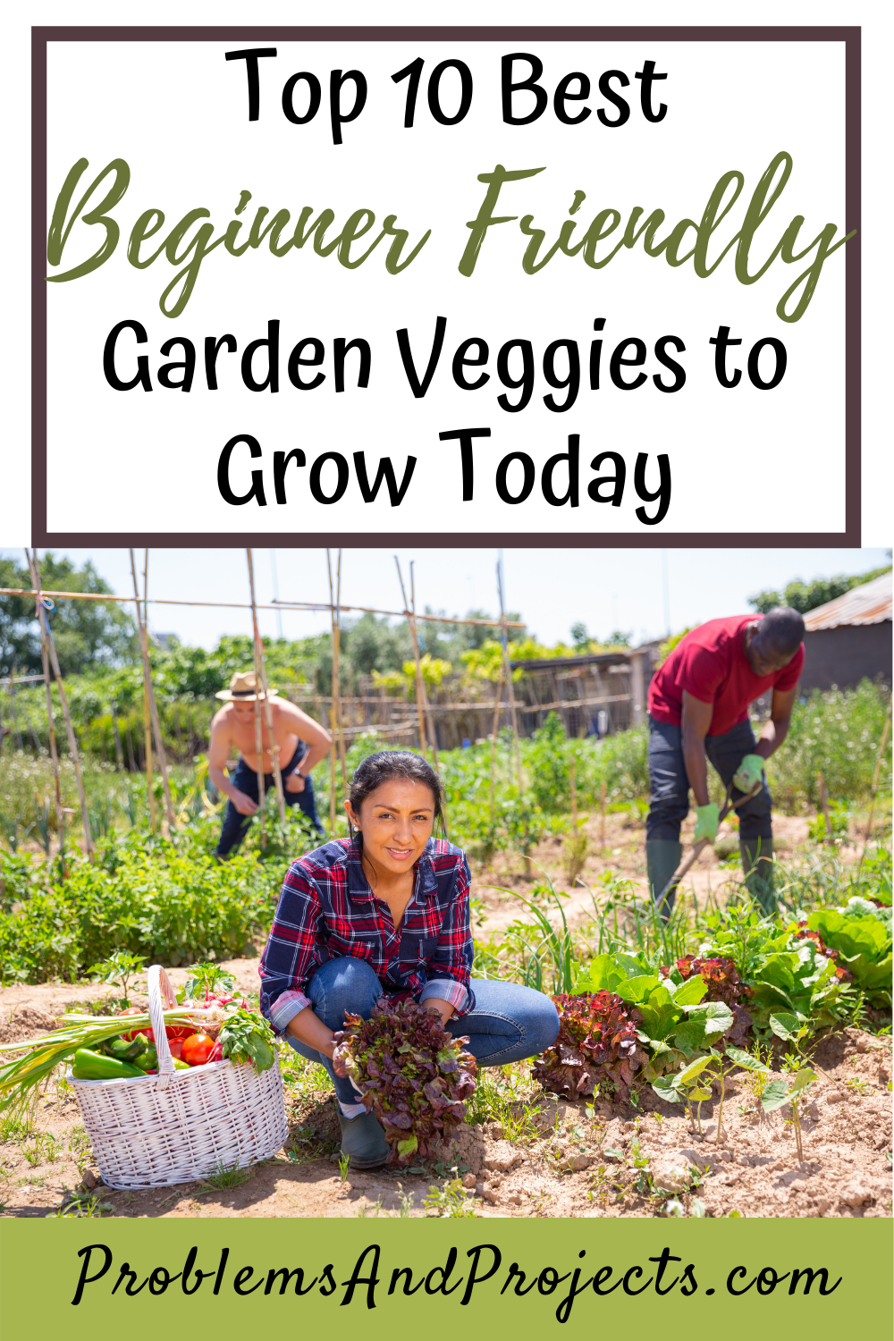 Read more about the article 10 Easy Garden Vegetables to Grow for Newbies